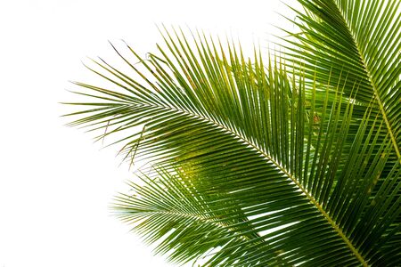 coconut palm leaf isolated on white with clipping path for object and retouch design.の写真素材