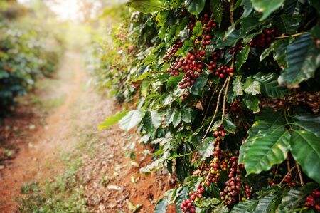 Coffee tree with fresh arabica coffee bean in coffee plantation on the mountain at Ban Pang Khon the northern of Chiang Rai, Thailand.の写真素材