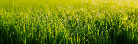 Close-up shot of green grass field with dew during sunrise. Agricultural landscape in the springtime. green nature background.の写真素材