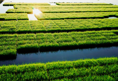 Rice sprout field during sunrise. Agricultural landscape in the springtime. green nature background.の写真素材