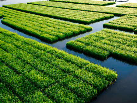 Rice sprout field during sunrise. Agricultural landscape in the springtime. green nature background.の写真素材