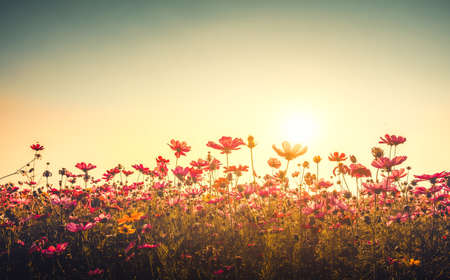 Vintage photo of cosmos flowers with wild flowers and plants at sunset. nature background. retro color tone effect.の写真素材