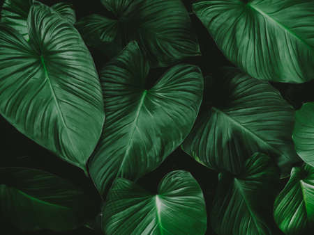 Large foliage of tropical leaves with dark green texture,  nature background.の写真素材