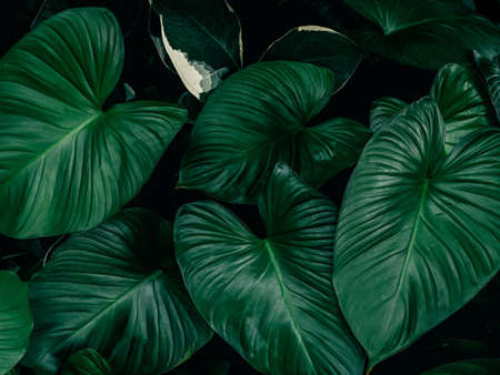 Large foliage of tropical leaves with dark green texture,  nature background.の写真素材