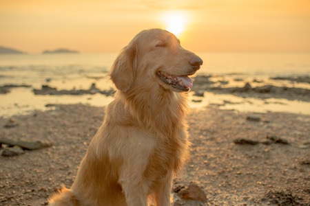 The happiness dog with sunset.の写真素材
