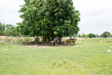 Group of buffaloes on the green field.の写真素材