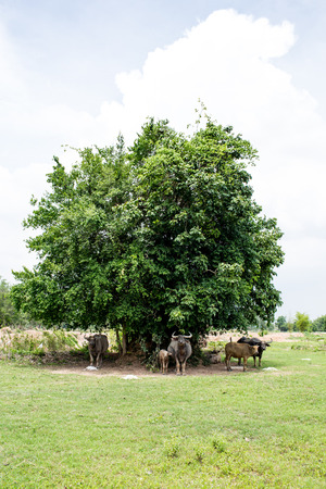 Group of buffaloes on the green field.の写真素材