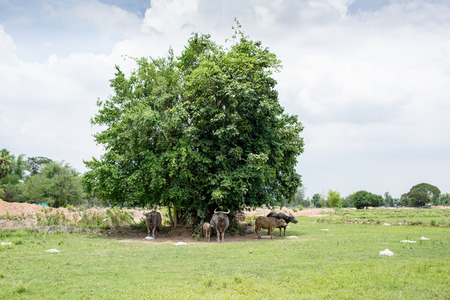 Group of buffaloes on the green field.の写真素材