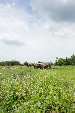 Group of buffaloes on the green field.の写真素材