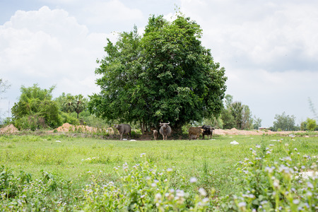 Group of buffaloes on the green field.の写真素材