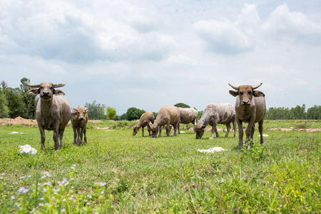 Group of buffaloes on the green field.の写真素材