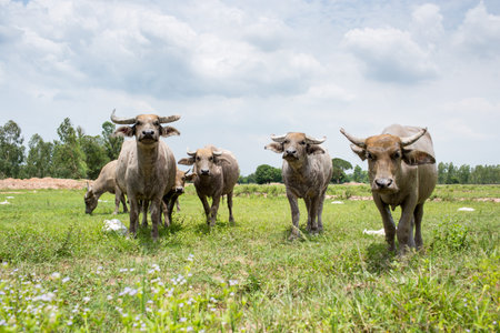 Group of buffaloes on the green field.