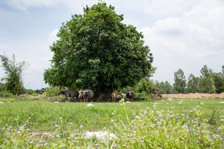 Group of buffaloes on the green field.の写真素材