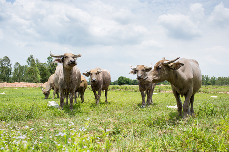 Group of buffaloes on the green field.の写真素材