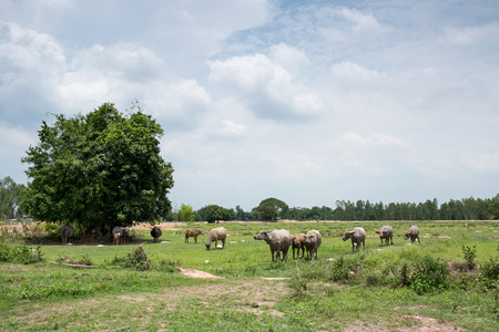 Group of buffaloes on the green field.の写真素材