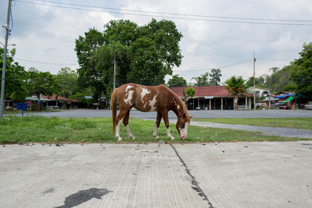 The beautiful horse on the green field.の写真素材