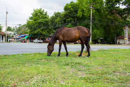 The beautiful horse on the green field.の写真素材