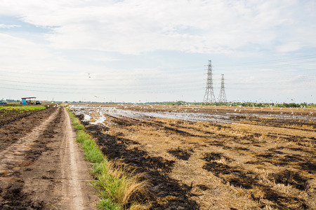 Field after havest and the large sky.の写真素材
