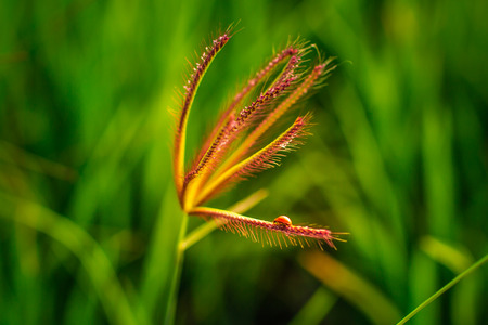 The small ladybug walk on the top of flowering grass.の写真素材
