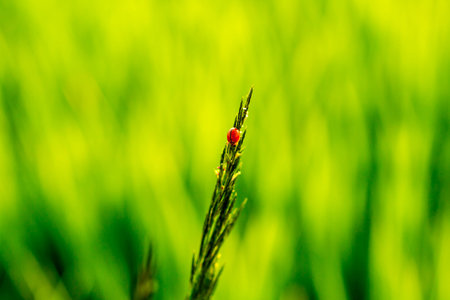The small ladybug walk on the top of flowering grass.