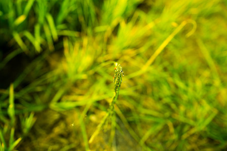 The abstract green background from the nature.