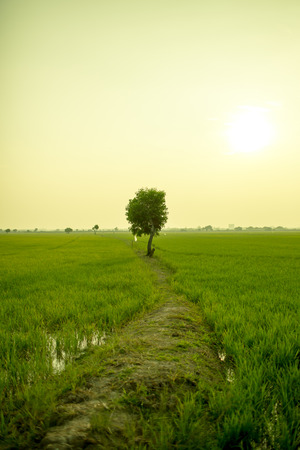 The lonely tree between the rice field.の写真素材