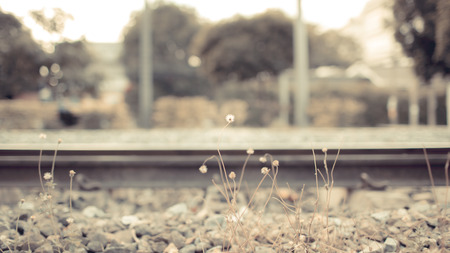 Small plant growing up between the railwayの写真素材