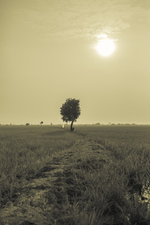 The lonely tree between the rice field.の写真素材