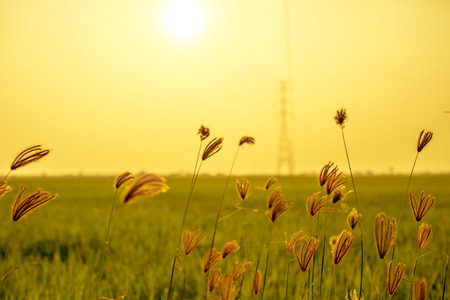 Flowering grasses waving under the twilight time.の写真素材