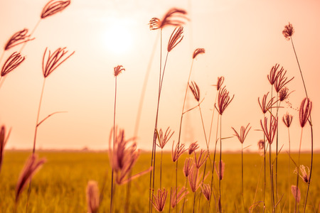Flowering grasses waving under the twilight time.の写真素材