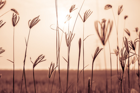 Flowering grasses waving under the twilight time.の写真素材