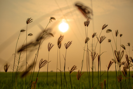 Flowering grasses waving under the twilight time.の写真素材