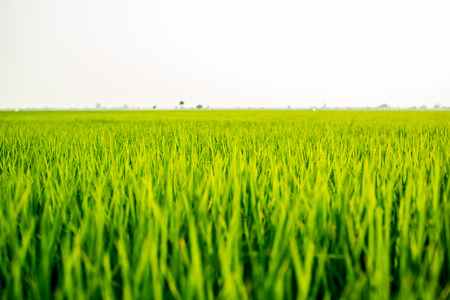 Landscape of the field in tranquil moment.の写真素材