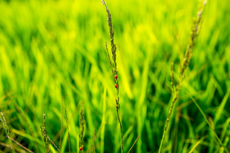 The small ladybug walk on the top of flowering grass.の写真素材