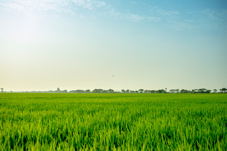 Landscape of the green field in tranquil moment.の写真素材