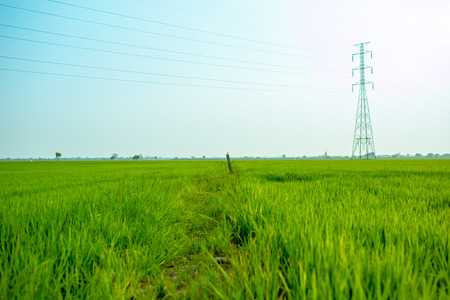 Landscape of the green field in tranquil moment.の写真素材