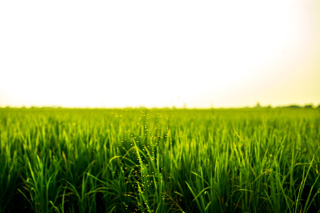 Landscape of the field in tranquil moment.の写真素材