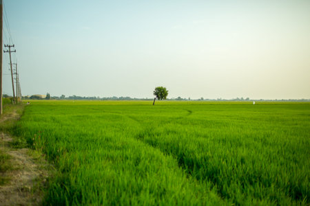 The lonely tree between the rice field.