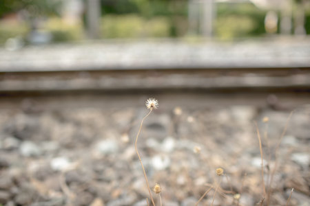 Small plant growing up between the railway
