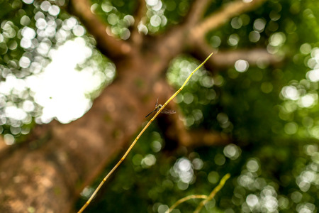 Dragonfly holding branch of tree.の写真素材