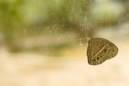 The butterfly holding on the glass.の写真素材