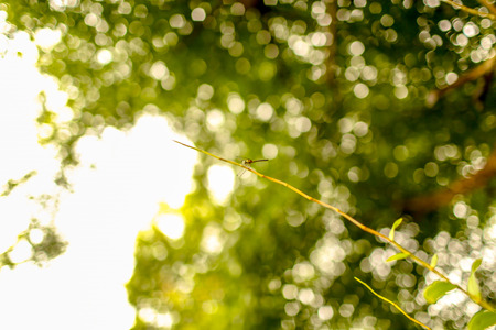 Dragonfly holding branch of tree.の写真素材