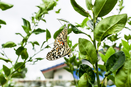 The natural of love in nature.の写真素材