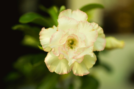 The little insect in flower.の写真素材