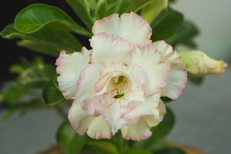The little insect in flower.の写真素材
