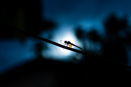 Dragonfly on the wired in tranquil moment.の写真素材