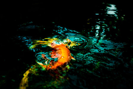 Carp fishes in water.