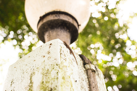 House lizard with natural lights.の写真素材