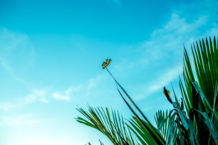 Dragonfly holding on green leave.の写真素材