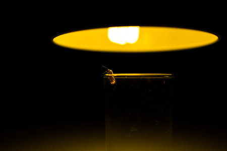 Moth in the glass with ray of light concept.
